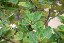 Fig Tree Is Not Producing Fruits