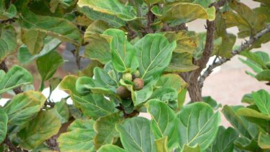 Fig Tree Is Not Producing Fruits