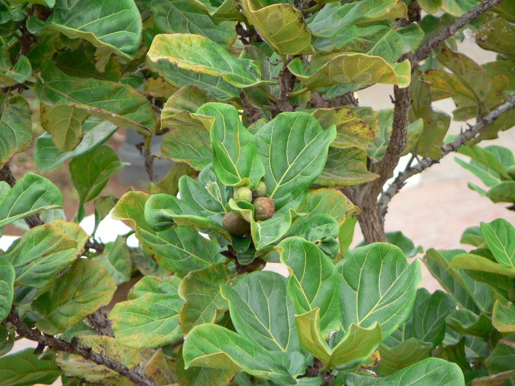 Fig Tree Is Not Producing Fruits