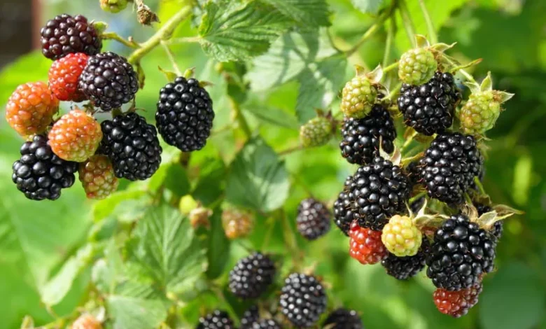 How Much Sun Do Blackberries Need To Grow