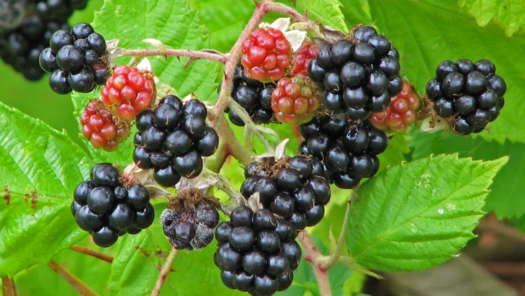 How Much Water Do Blackberries Need To Grow