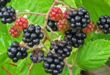 How Much Water Do Blackberries Need To Grow
