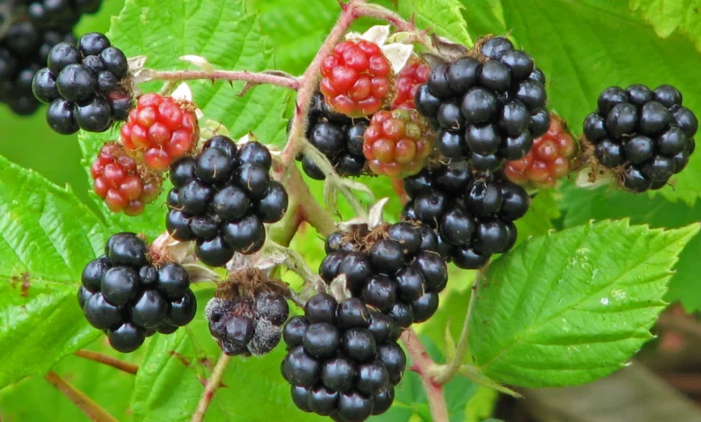 How Much Water Do Blackberries Need To Grow