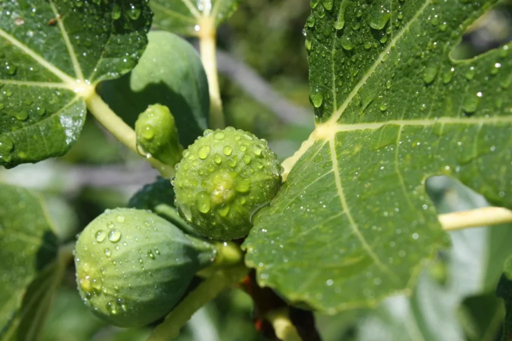 How Often Do You Water A Fig Tree