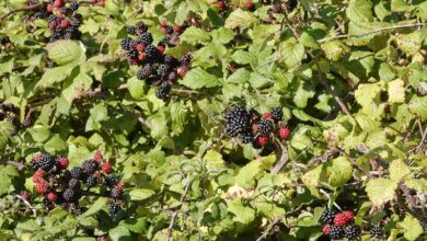 How To Fertilize Blackberries