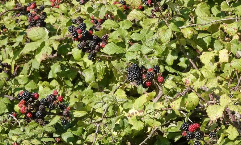 How To Fertilize Blackberries