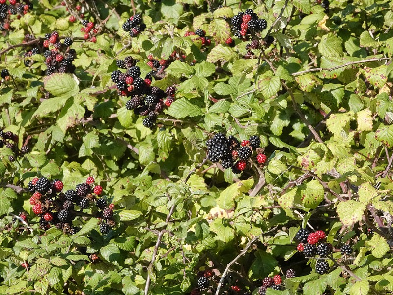 How To Fertilize Blackberries