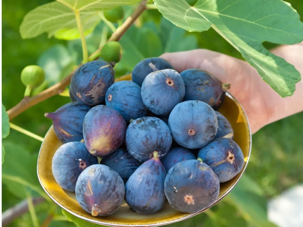 How To Grow A Fig Tree From A Cutting