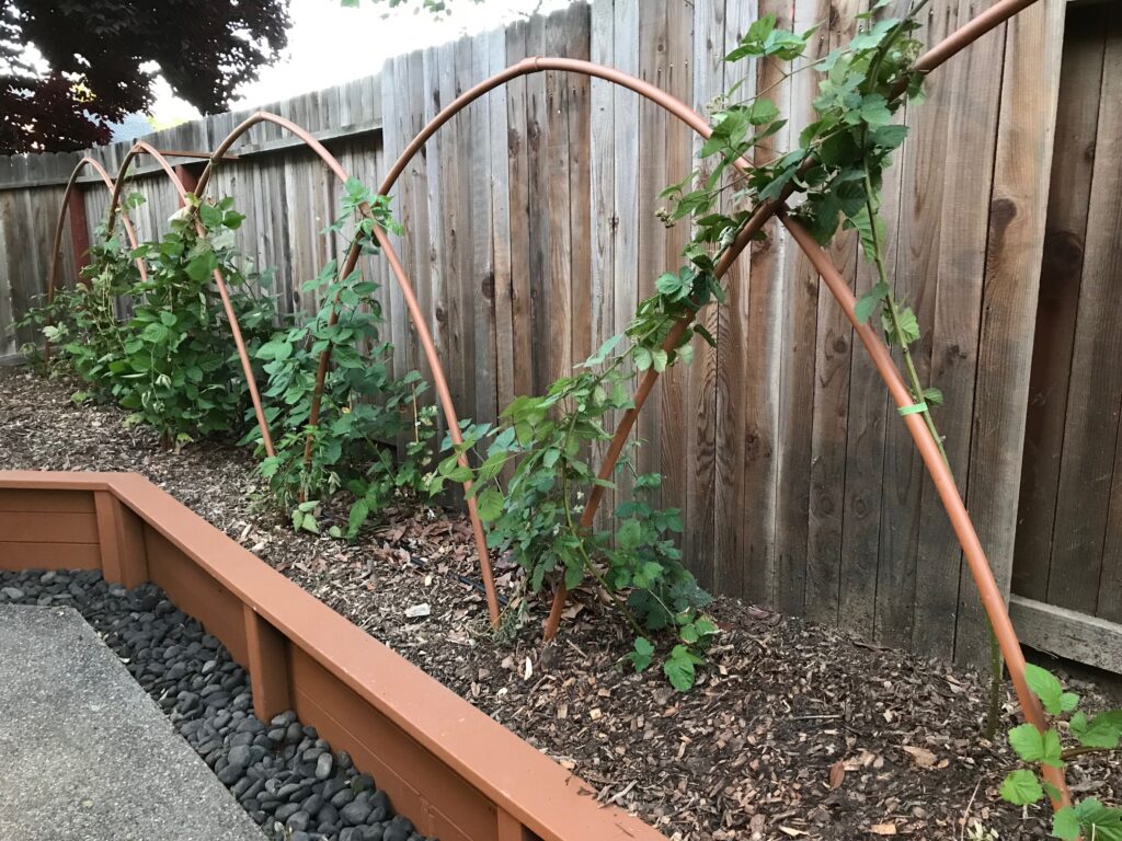 How To Make A Trellis For Blackberries