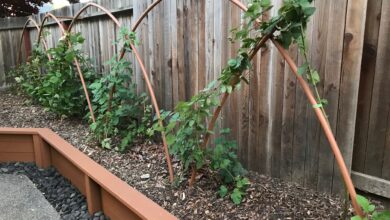 How To Make A Trellis For Blackberries
