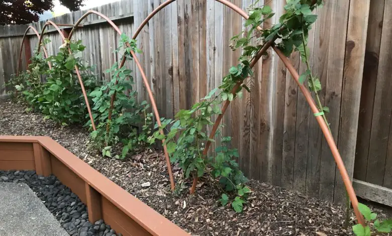 How To Make A Trellis For Blackberries