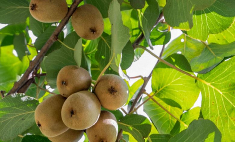 Is Kiwi A Tropical Fruit