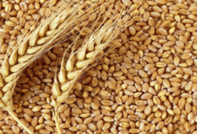 Is Wheat A Fruit Or Vegetable, Or A Grain?