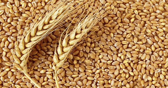 Is Wheat A Fruit Or Vegetable, Or A Grain?