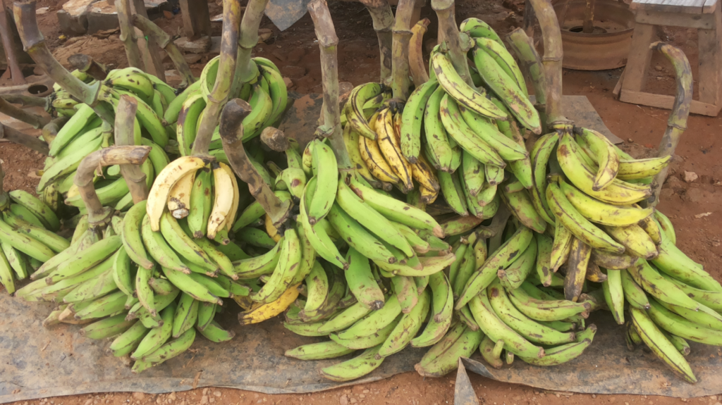 Is a Plantain a Banana? What's Really the Difference?