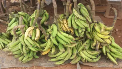 Is a Plantain a Banana? What's Really the Difference?