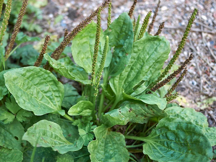 Plantain Leaves