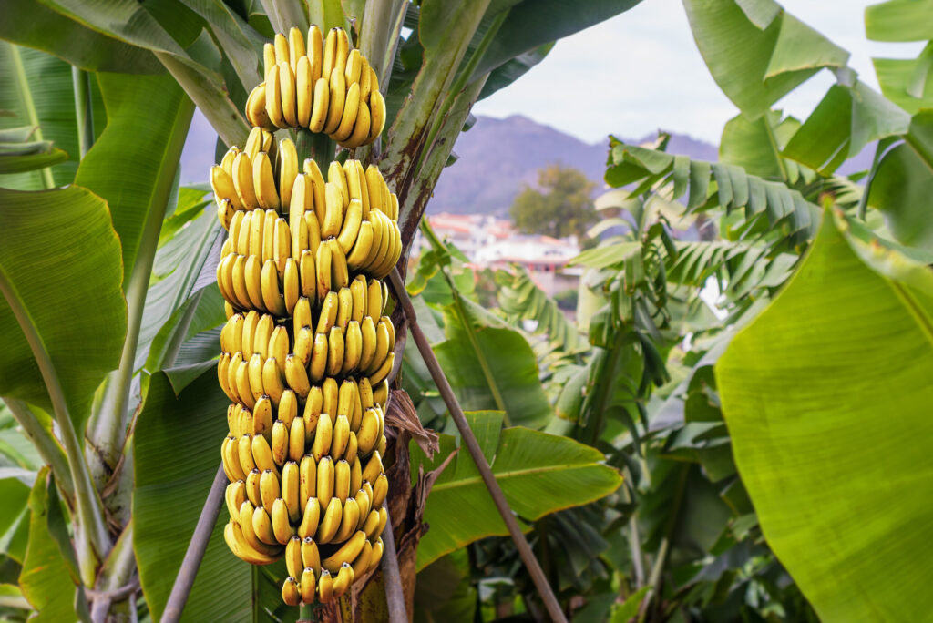 Plantain Tree Vs Banana Tree: What's Really The Difference?