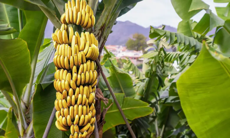 Plantain Tree Vs Banana Tree: What's Really The Difference?
