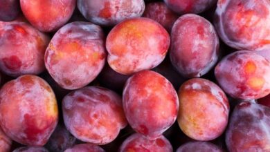 taste of plum, What Does A Plum Taste Like