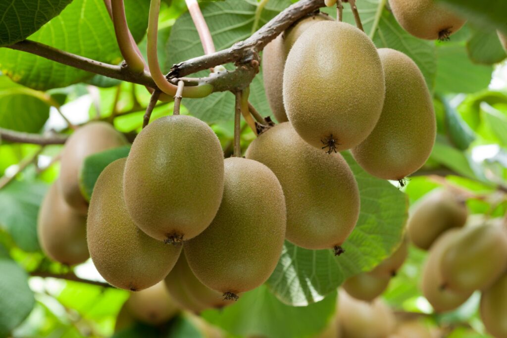 What Is The National Fruit Of China