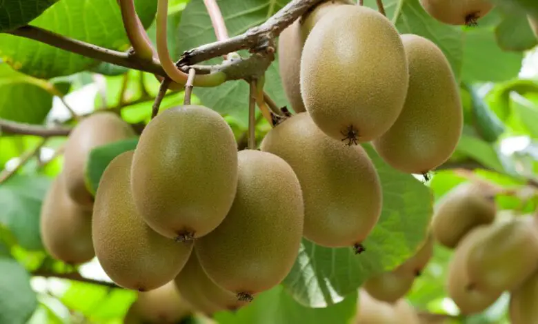 What Is The National Fruit Of China