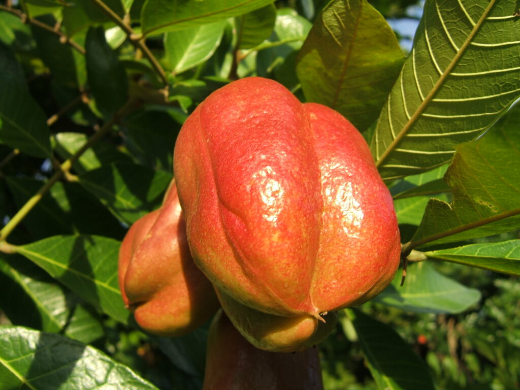 What Is the National Fruit of Bahamas