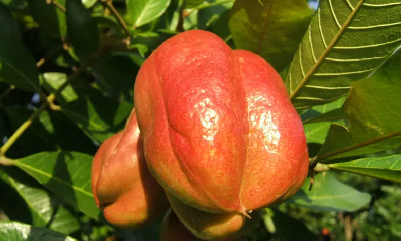 What Is the National Fruit of Bahamas