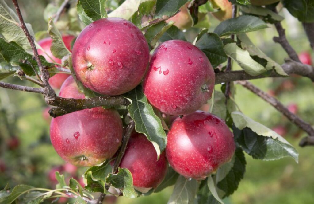 What Is the National Fruit of Belgium