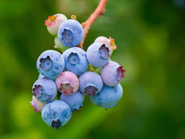 What Is the National Fruit of Canada and Why? [ANSWERED]