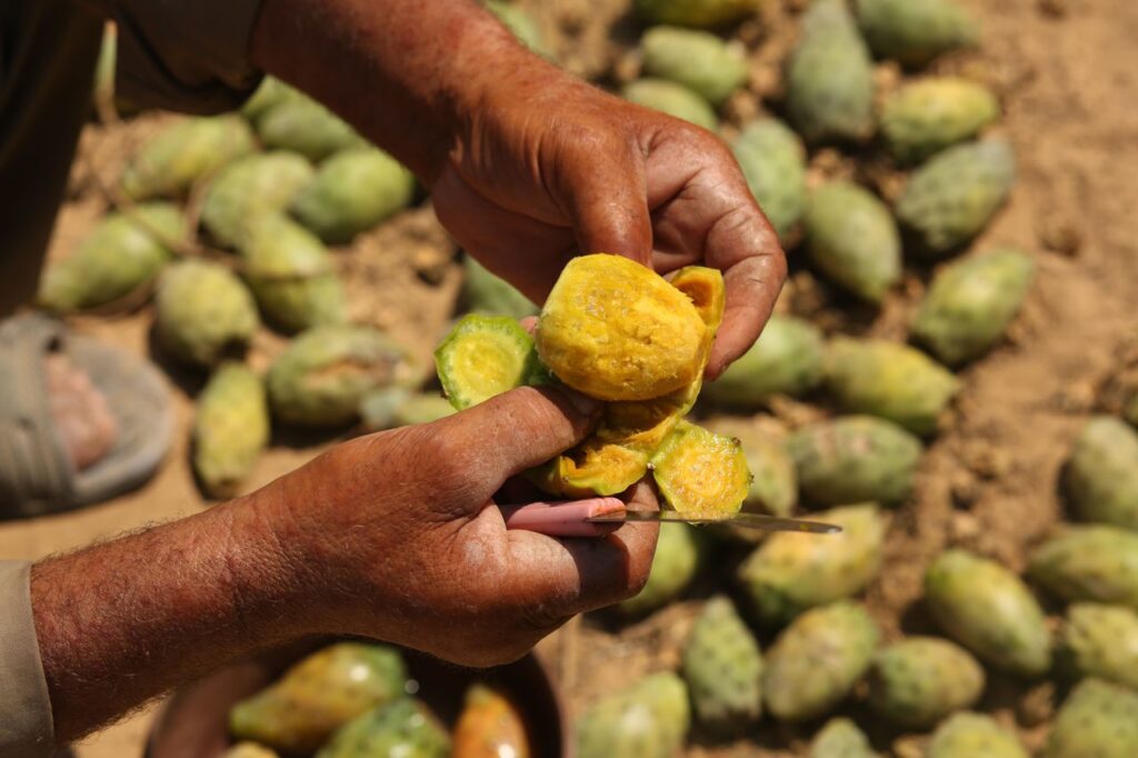 Sabra/Prickly pear, What Is the National Fruit of Israel