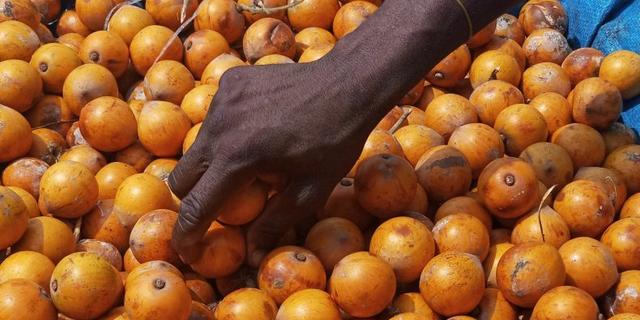 What Is the National Fruit of Nigeria, agbalumo
