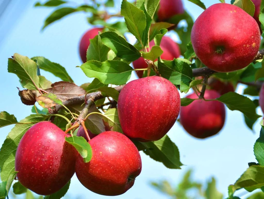 What is the National Fruit of Austria