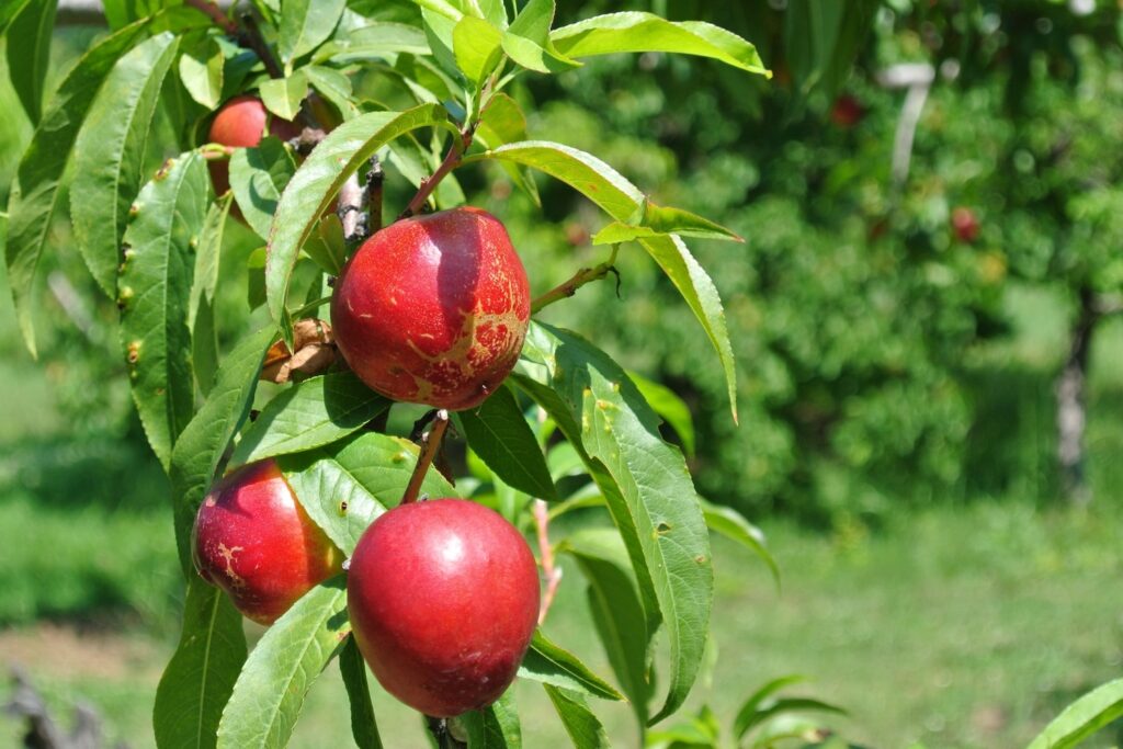 When Are Nectarines In Season