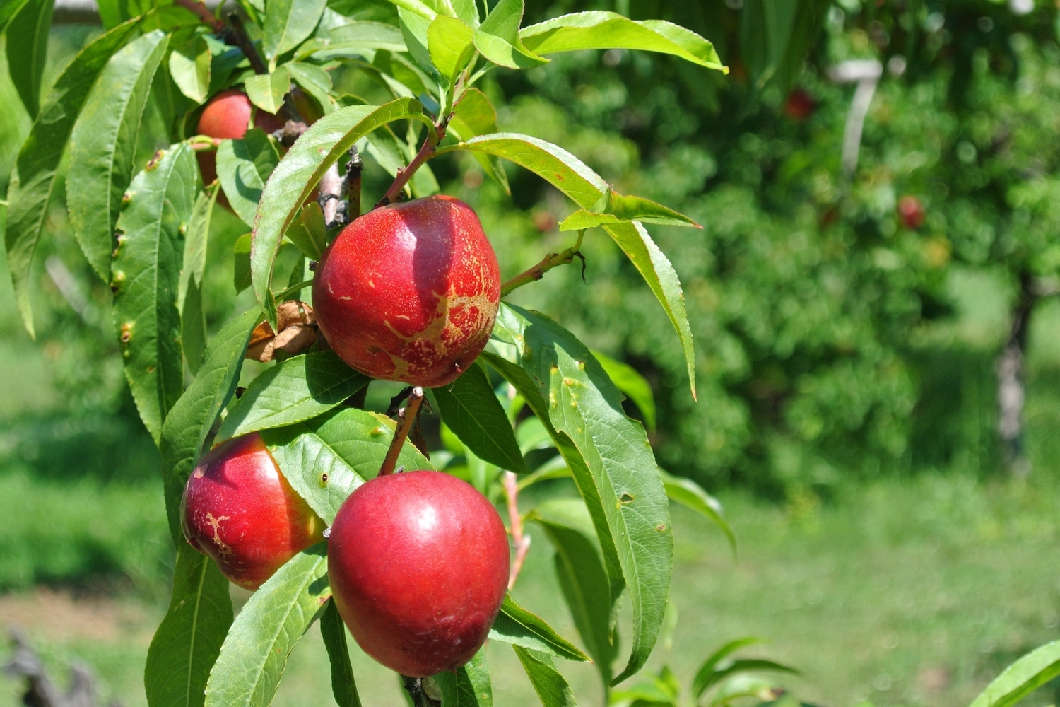 When Are Nectarines In Season? All You Need To Know