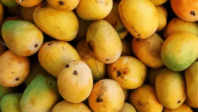Why Mango Is Called King Of Fruits