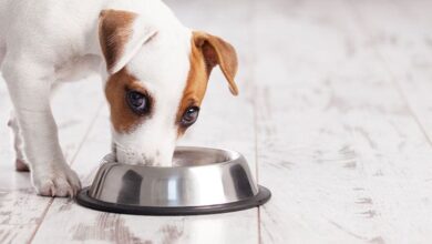 Can Dogs Eat Plantains? Here's All You Need To Know