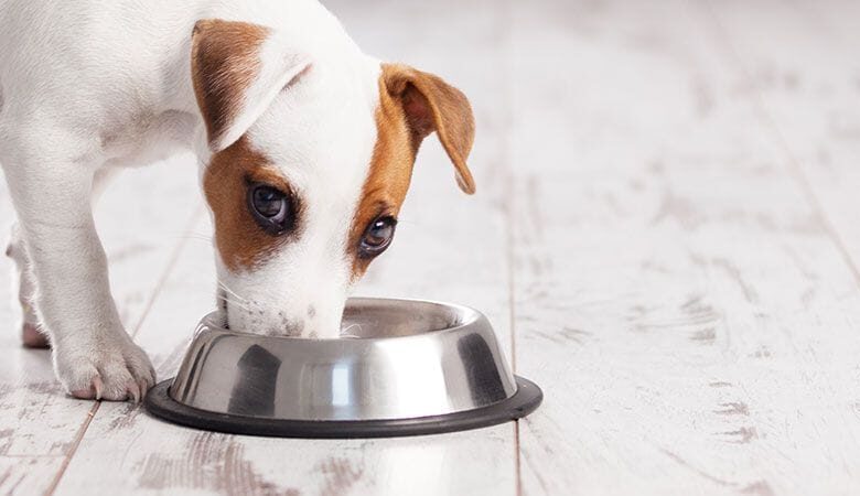 Can Dogs Eat Plantains? Here's All You Need To Know