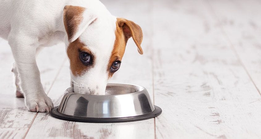 Can Dogs Eat Plantains? Here's All You Need To Know