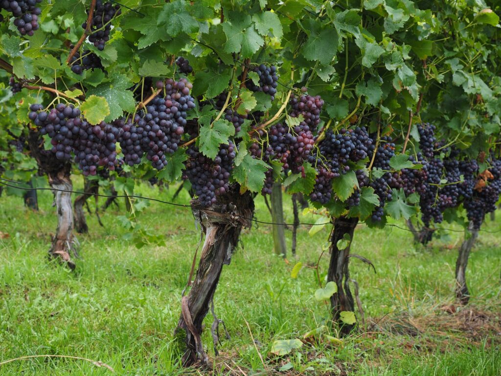 Best Companion Plants for Grapes