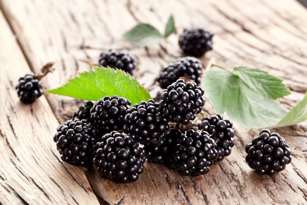 Best Tasting Blackberry