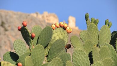 Can Dogs Eat Cactus Fruit?