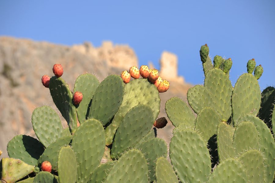 Can Dogs Eat Cactus Fruit?