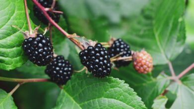 Do Blackberries Grow On Trees Or Shrubs