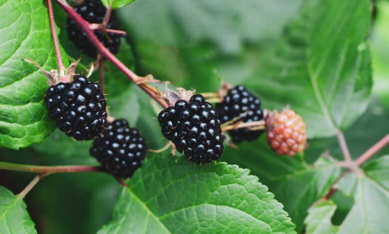 Do Blackberries Grow On Trees Or Shrubs
