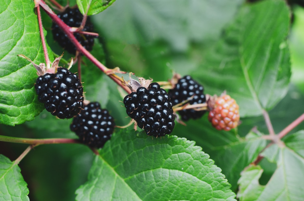 Do Blackberries Grow On Trees Or Shrubs