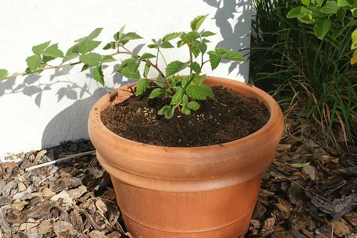 Do Blackberries Like Acidic Soil