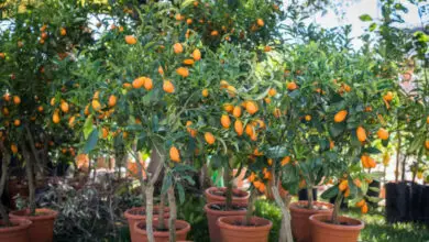 Fruit Trees That Bear Fruit in the First Year