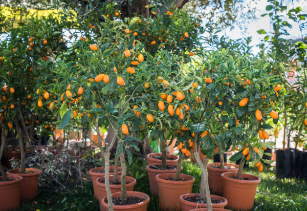 Fruit Trees That Bear Fruit in the First Year