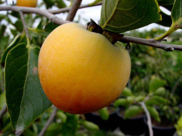 How Big Do Persimmon Trees Get